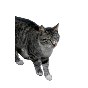 A Tabby Cat With Stripes Walking On A Rough Surface Outdoors. 16778 - Cat PNG image with transparent background